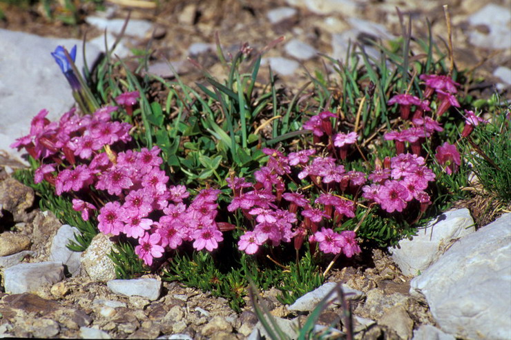 Flore de la Condamine - Silne acaule - Silene acaulis - Caryophyllaces