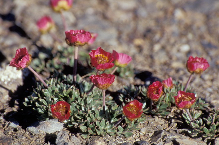Flore de la Condamine - Renoncule des glaciers - Ranunculus glacialis - Renonculaces