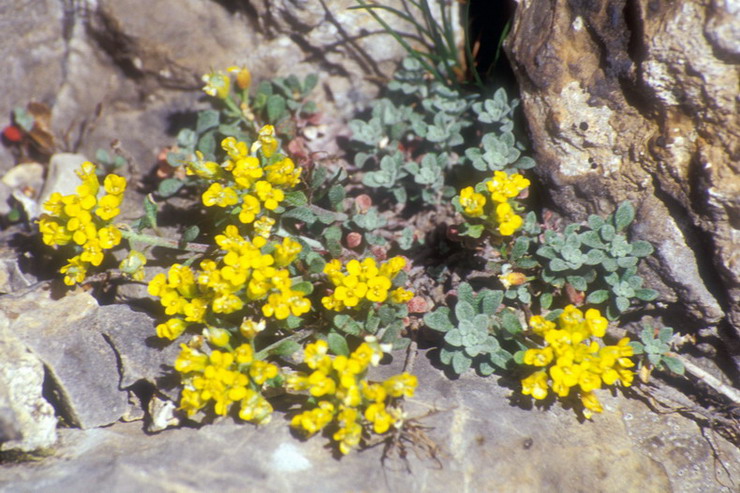 Flore de la Condamine - Alysson alpestre - Alyssum alpestre - Brassicaces / Crucifres