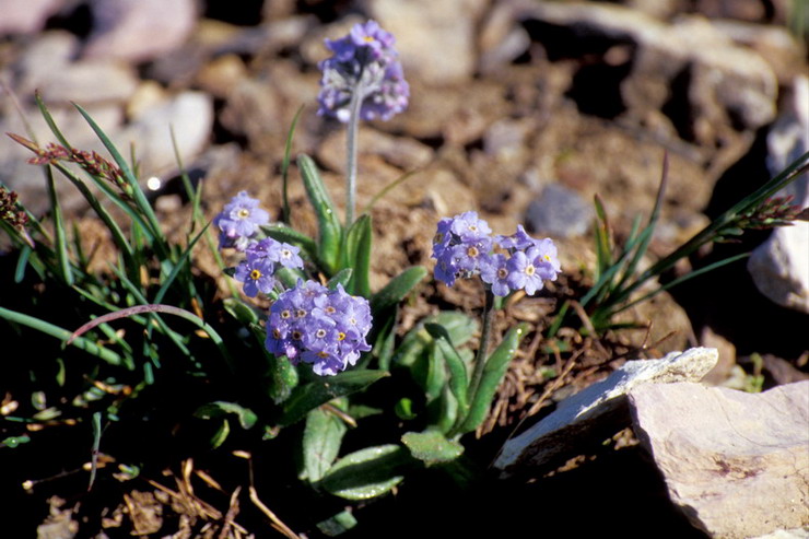 Flore de la Condamine - Myosotis alpestre - Myosotis alpestris - Boraginaces
