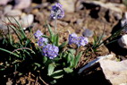 Flore alpine - La Condamine (2800 m) - Myosotis alpestre
