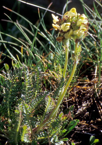Flore de la Condamine - Linaire des Alpes - Linaria alpina - Scrophulariaces