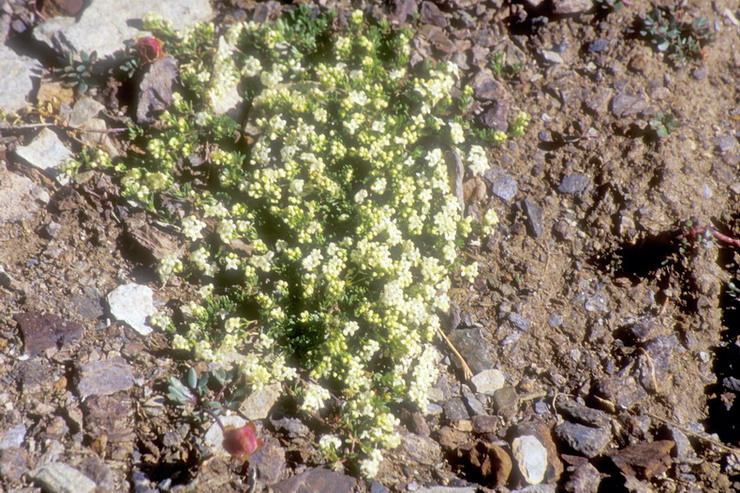 Flore de la Condamine - Gaillet de Suisse - Galium helveticum - Rubiaces