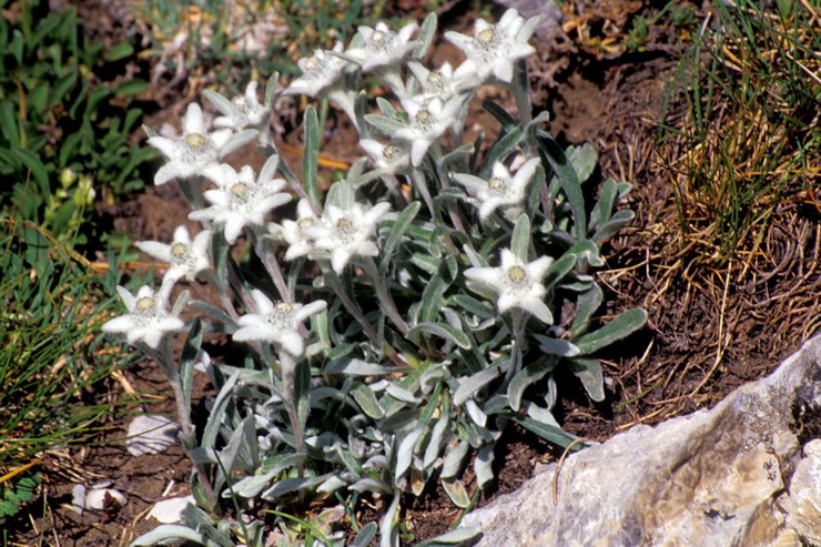 Flore de la Condamine - Edelweiss - Leontopodium alpinum - Astraces / Composes