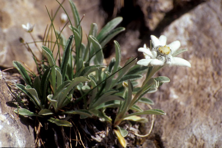 Flore de la Condamine - Edelweiss - Leontopodium alpinum - Astraces / Composes