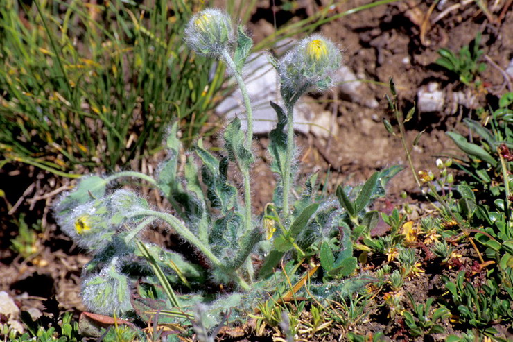 Flore de la Condamine - pervire velue - Hieracium villosum - Astraces / Composes
