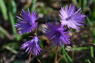 Flore des Écrins - Soldanelle alpine - Soldanella alpina - Primulacées