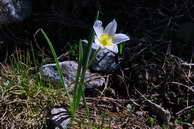 Flore des Écrins - Renoncule des Pyrénées - Ranunculus kuepferi - Renonculacées
