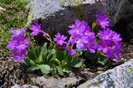Flore des Écrins - Primevère hirsute - Primula hirsuta - Primulacées