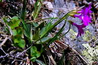 Flore des Écrins - Primevère hirsute - Primula hirsuta - Primulacées