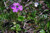 Flore des Écrins - Primevère farineuse - Primula farinosa - Primulacées & Grassette alpine - Pinguicula alpina - Lentibuliaracées