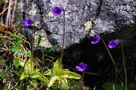 Flore des Écrins - Grassette vulgaire - Pinguicula vulgaris - Lentibuliaracées