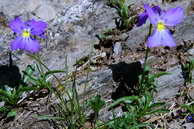 Flore des crins - Pense des Alpes, Violette peronne - Viola calcarata - Violaces