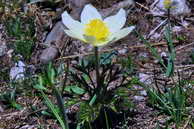 Flore des crins - Pulsatille alpine - Pulsatilla alpina - Renonculaces