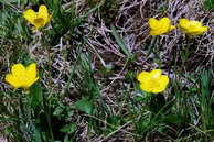 Flore des crins - Renoncule des montagnes - Ranunculus montanus - Renonculaces