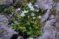 Flore des crins - Craiste raide - Ceraistium arvense - Caryophyllaces