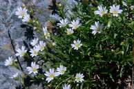 Flore des crins - Craiste raide - Ceraistium arvense - Caryophyllaces