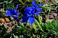 Flore des crins - Gentiane  feuilles courtes - Gentiana brachyphylla - Gentianaces