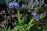 Flore des crins - Myosotis alpestre - Myosotis alpestre - Boraginaces