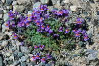 Flore des crins - Linaire des Alpes, muflier des Alpes - Linaria alpina - Scrophulariaces