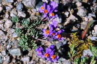 Flore des crins - Linaire des Alpes, muflier des Alpes - Linaria alpina - Scrophulariaces