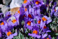 Flore des crins - Linaire des Alpes, muflier des Alpes - Linaria alpina - Scrophulariaces