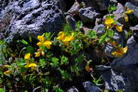 Flore des crins - Lotier des Alpes - Lotus alpinus - Fabiaces