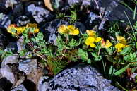 Flore des crins - Lotier des Alpes - Lotus alpinus - Fabiaces