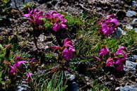 Flore des crins - Pdiculaire pointue - Pedicularis kerneri - Scrophulariaces