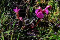 Flore des crins - Pdiculaire pointue - Pedicularis kerneri - Scrophulariaces