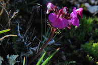 Flore des crins - Pdiculaire pointue - Pedicularis kerneri - Scrophulariaces