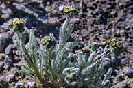 Flore des crins - Achille naine, faux-gnpi - Achillea nana - Astraces