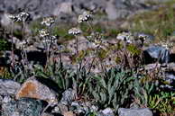 Flore des crins - Achille naine, faux-gnpi - Achillea nana - Astraces