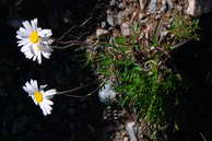 Flore des crins - Marguerite, chrysanthme des Alpes - Leucanthemopsis alpinum - Astraces