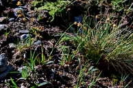 Flore des crins - Luzule jaune - Luzula lutea - Joncaces