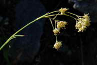 Flore des crins - Luzule jaune - Luzula lutea - Joncaces