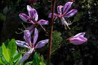 Flore des crins - Fraxinelle, dictame blanc - Dictamnus albus - Rutaces