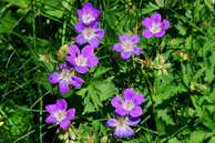 Flore des crins - Granium des forts - Geranium sylvaticum - Graniaces