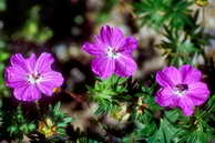 Flore des crins - Granium sanguin - Geranium sanguineum - Graniaces