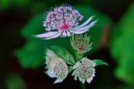 Flore des crins - Grande astrance, grande radiaire - Astrantia major - Apiaces (Ombellifres)