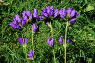 Flore des crins - Campanule agglomre - Campanula glomerata - Campanulaces