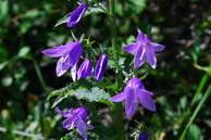 Flore des crins - Campanule fausse raiponce - Campanula rapunculoides - Campanulaces