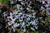 Flore des crins - Adnostyle  feuilles blanches - Adenostyles leucophylla - Astraces (rochers, boulis, moraines)