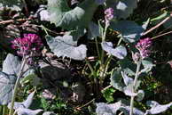 Flore des crins - Adnostyle  feuilles blanches - Adenostyles leucophylla - Astraces (rochers, boulis, moraines)