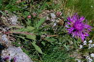 Flore des crins - Centaure nerve - Centaurea nervosa - Astraces