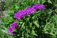 Flore des crins - Centaure nerve - Centaurea nervosa - Astraces