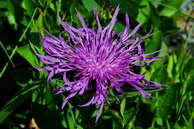 Flore des crins - Centaure nerve - Centaurea nervosa - Astraces