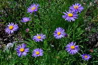 Flore des crins - Aster des Alpes - Aster alpinus - Astraces