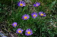 Flore des crins - Aster des Alpes - Aster alpinus - Astraces