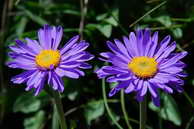 Flore des crins - Aster des Alpes - Aster alpinus - Astraces